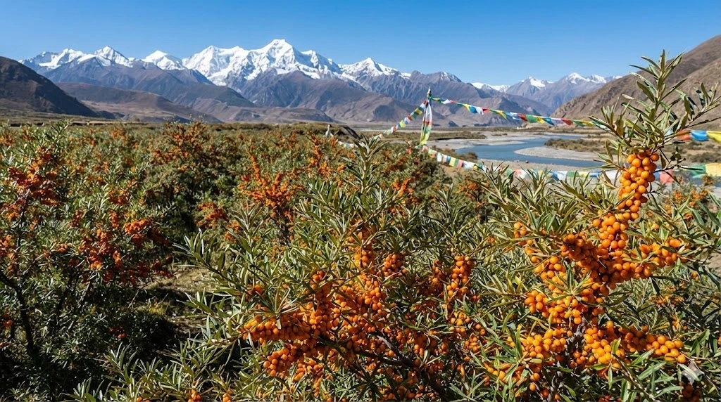 Sea Buckthorn